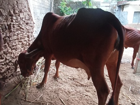 ગીર ગાય વેચવાની છે