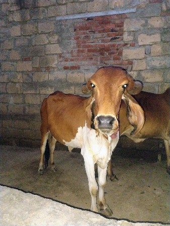 ગાય દેવાની સે