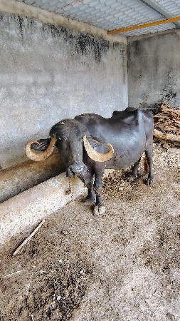 ભેંસ વેચવાની છે