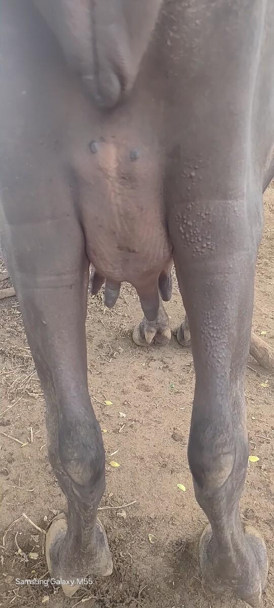 ખડેલી વેચવાની છે