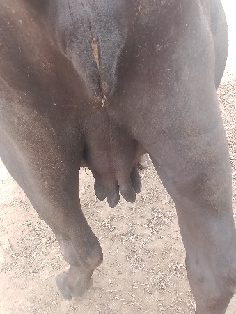ભેંસ વેચવાની છે