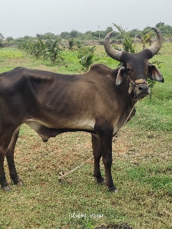 ગોધલો વેચવાનો છે સાવ સોજો