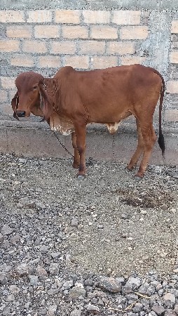 પાડિ/વાછડિ
