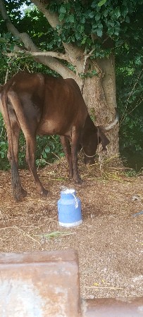 બગસરા અમરેલી