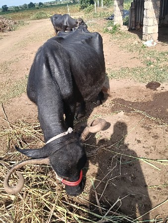 આ ભેંસ વેચવાની છે