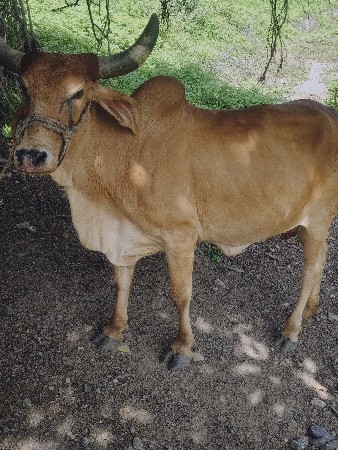 gay  vechavani chhe
