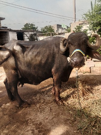 ભેંસ વેચવાની છે