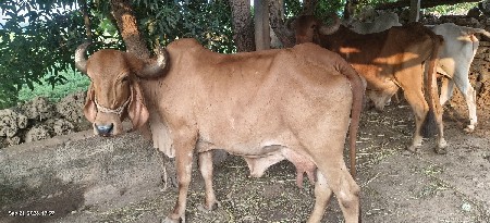 ગાય વેચવાની છે