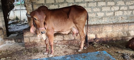 ગાય વેચવાની છે ,ગીર મોરબી મુંડો