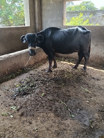 પેલું વેતર