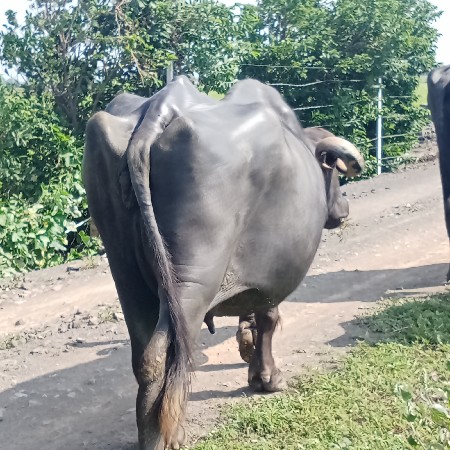 ખડેલી વેચવાની છે