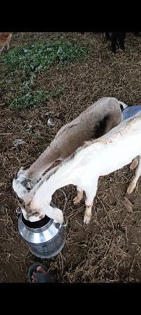 બકરો બકરી વેચવાની છે