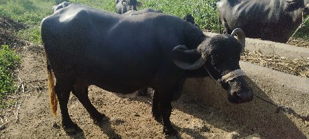 ભેંશ વેચવાની છે