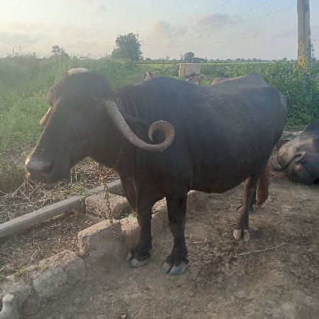 ભેસ વેચવાની છે