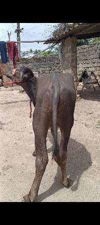 વેચવાના છે