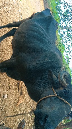 ભેંશ વેચવાની છે