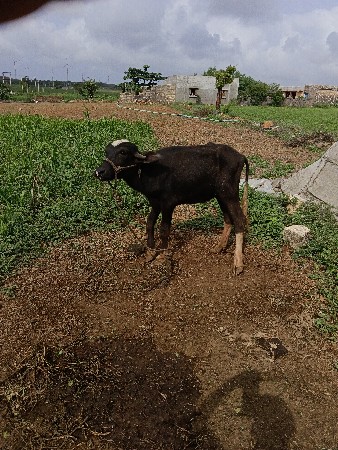 પાડી વેસવાની છે એક