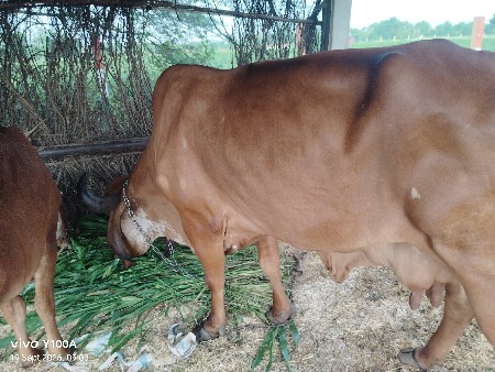 ગીર દેસી થાય  7લીટર દુધ