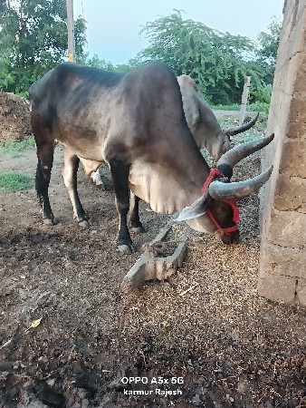 બઙદ વેશવાના