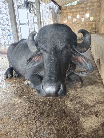 પેલા વેતર ની ખળેલી વેચવાની છે