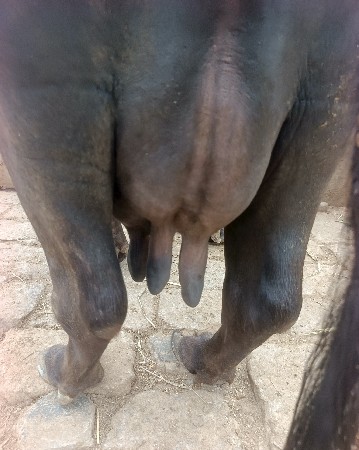 ખડેલી વેચવાની છે