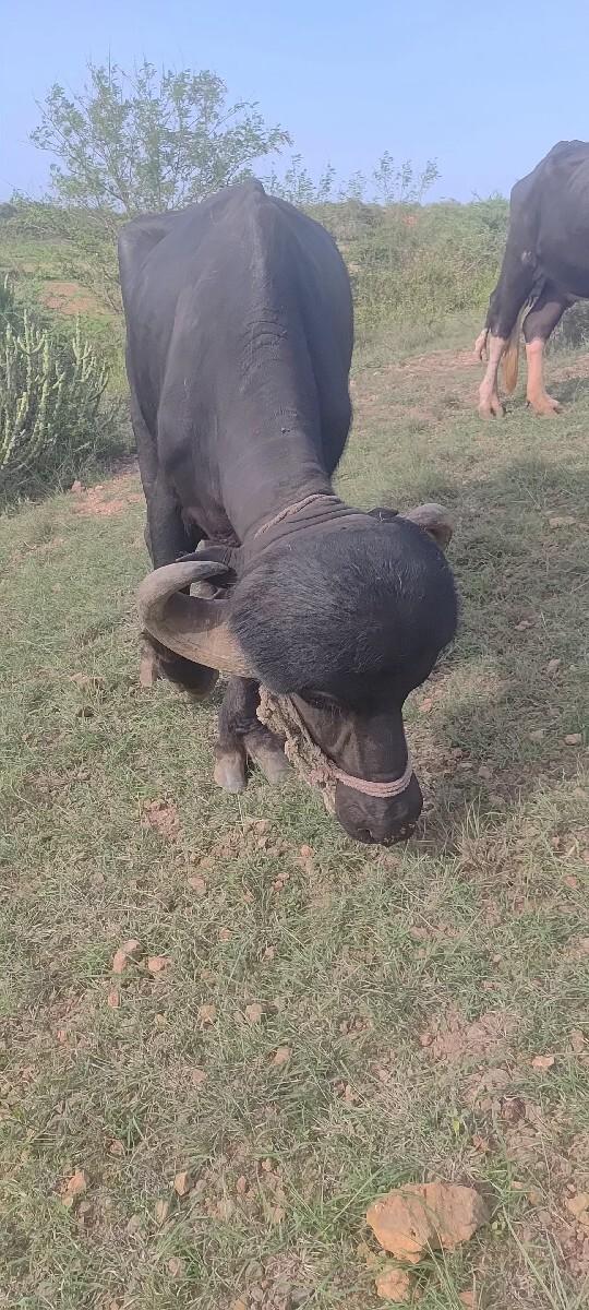 પાડો વેચવાનુ  છે