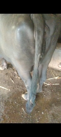 ભેંસ વેચવાની સે