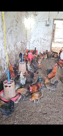 દેશી મુરઘા મુરઘી દેવાના છે