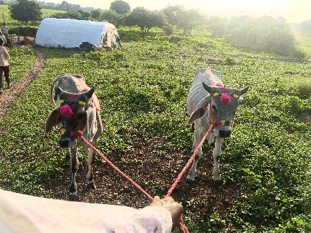 રૂપાવટી