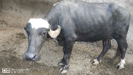 આ ભેંસ વેચવાની છે
