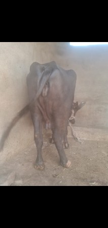 ભેંસ વેચવાની સે