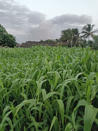 જવાર