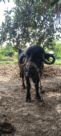 ભેંસ વેચવાની છે