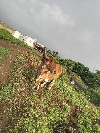 બળદ વેચવાનો છે
