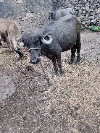 બે ખાડેલા વેસાવના