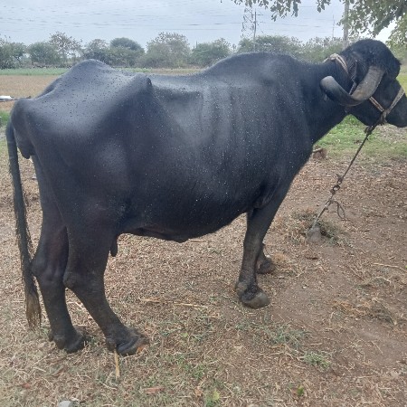 ભેશ વેચવાની છૅ