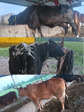 સાટા માં ભેશ હાલે