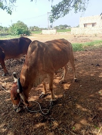 બળદ