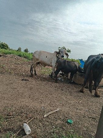 ગાય આપવા ની છે