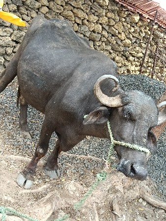 વેચવાની છે