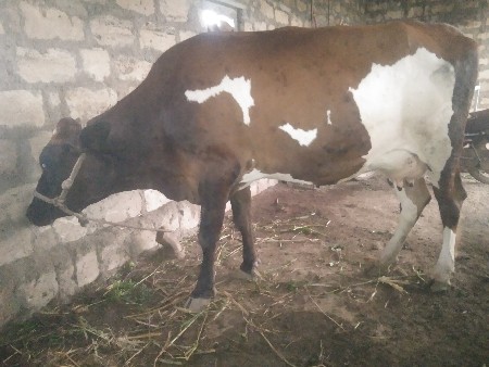 રોહિત ભાઈ