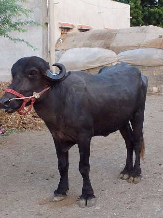 Dwarka ji log taluko Vadodara