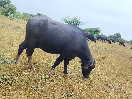 ભેંસ વેચવાની છે