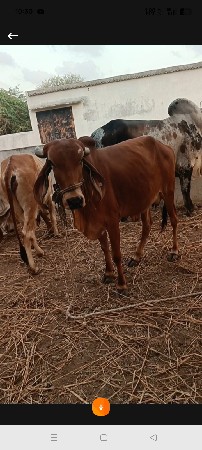 ગાય વેચવાની છે 
પેલું વેતર રિયાણ