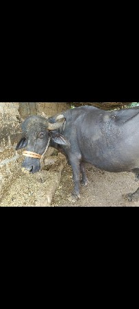ભેંશ વેશ વાની છે