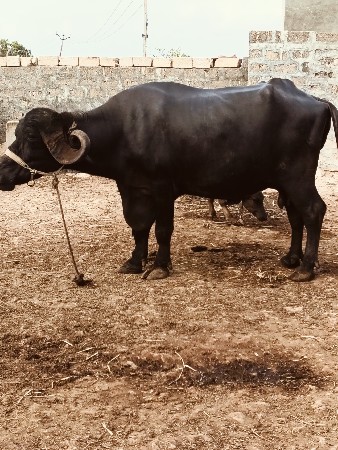 બીજું. વેતર. વેશવાની સે