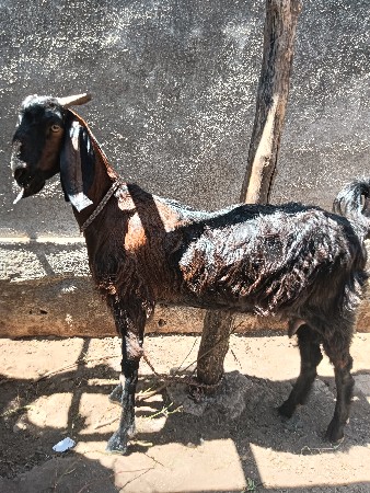 બકરી વેચવાની છે..