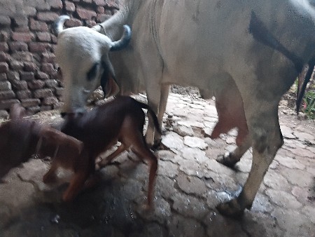 આ ગાય વેચાણ છે