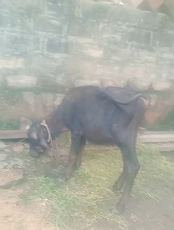 pado