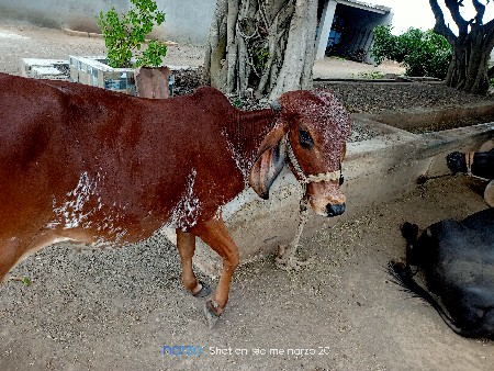 વાછરડી